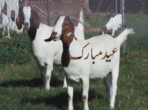 Bakra Eid - Funny Eid ul Azha HD Wallpapers