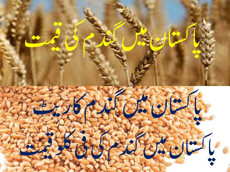 Wheat Price in Pakistan March 2022